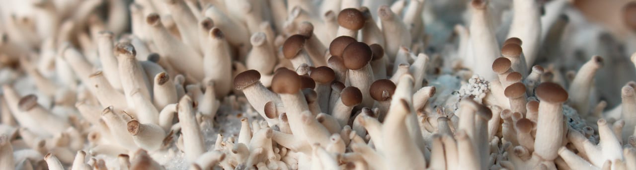 Seta de cardo, Pleurotus eryngii ecológica de Hifas da Terra.