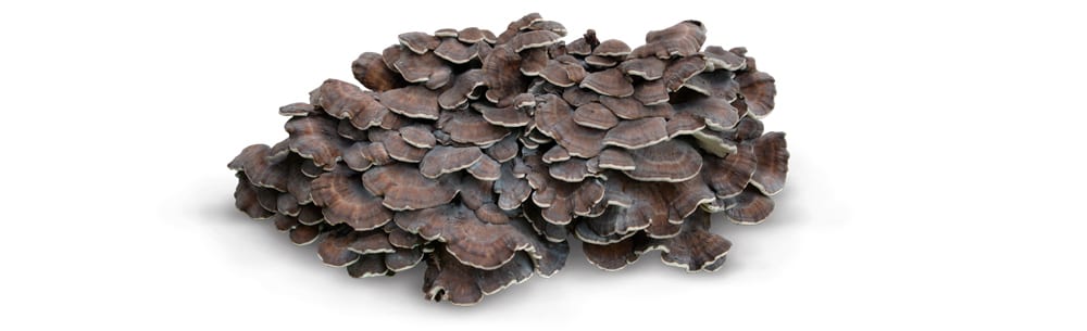 Maitake Grifola frondosa Hifas da Terra