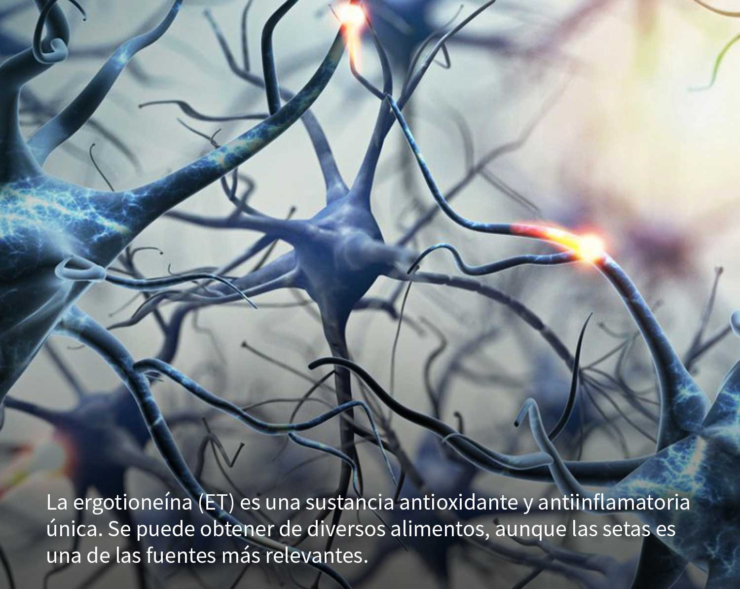 Ergotioneína: sustancia antioxidante y antiinflamatoria