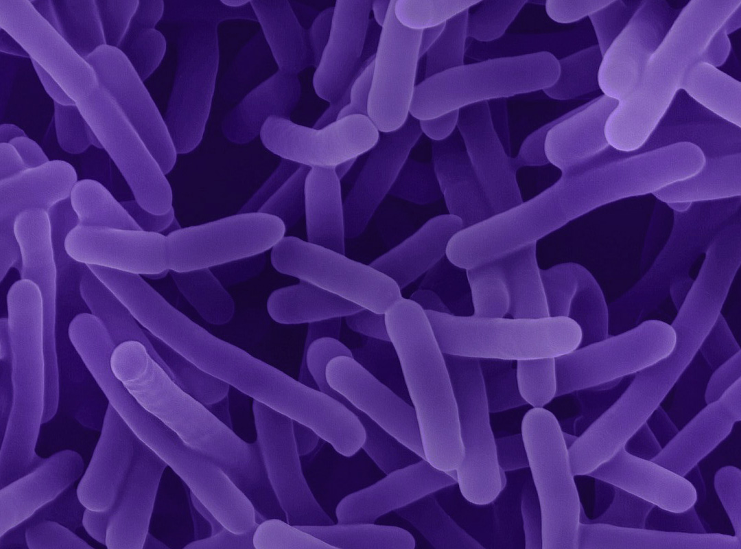 Detalle de bacterias intestinales