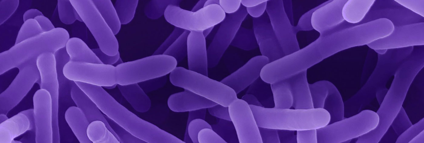 Bacterias intestinales buenas