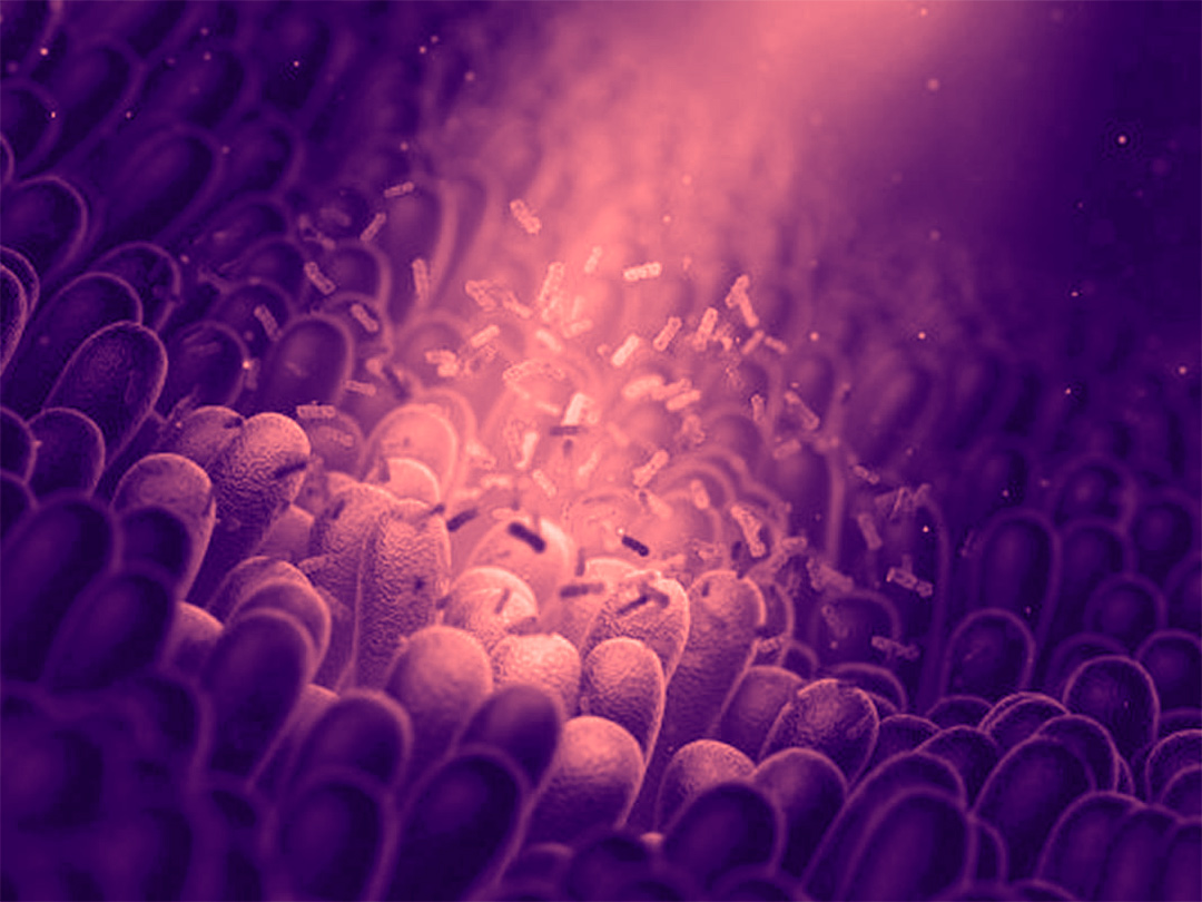 Microbiota: millones de microorganismos del tubo digestivo
