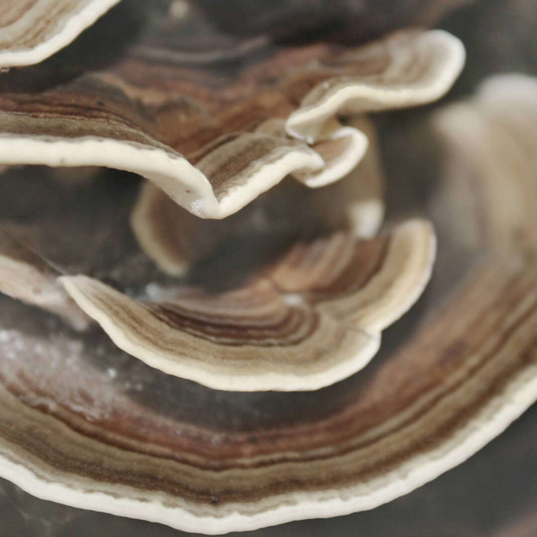 CORIOLUS