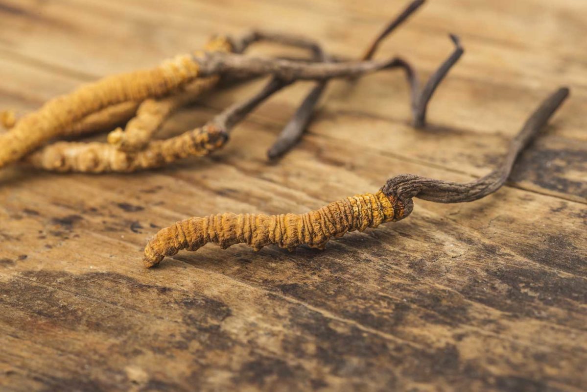 Cordyceps sinensis